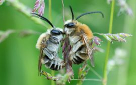 still uit film Children of the Sun - Wild Bees