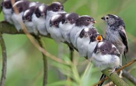 RSPB (partner Vogelbescherming) Staartmees voedt elf jongen.
Gemaakt door Gary Shilton, RSPB afdeling Fairburn Ings. Foto mag alleen gebruikt worden onder vermelding van naam fotograaf en locatie.
