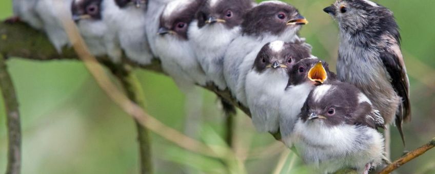 Staartmees voedt elf jongen.
Gemaakt door Gary Shilton, RSPB afdeling Fairburn Ings. Foto mag alleen gebruikt worden onder vermelding van naam fotograaf en locatie.