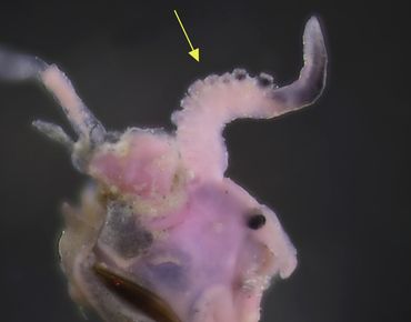 Penis van het Zuid-Amerikaans brakwaterhorentje met de kenmerkende papillen. Exemplaar uit het Noordzeekanaal, paars gekleurd met Bengaals roze