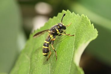Normale fopblaaskop, een prachtige zweefvlieg waarvan de larven in hout leven. De soort is de laatste decennia duidelijk talrijker geworden