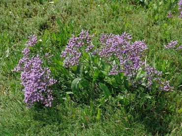 Lamsoor wordt ook wel Zeeuwse heide genoemd