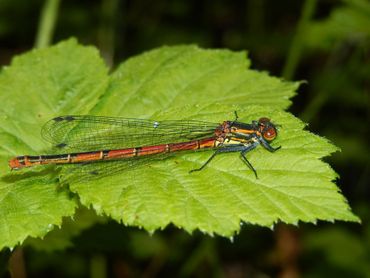 Vuurjuffers zitten vooral vaak bij tuinvijvers