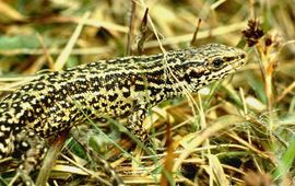 Saxifraga -- Kees Marijnissen levendbarende hagedis - primair