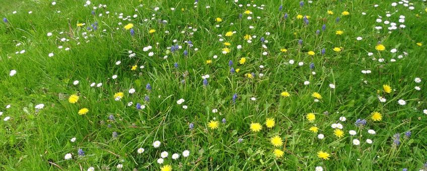 bloemen in gazon - primair