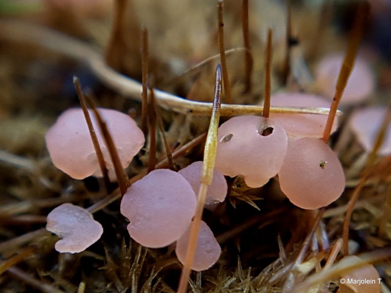 Roze grondschijfjes tussen het mos