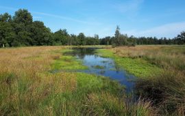 Tom Heijnen, Saxifraga Leenderbos