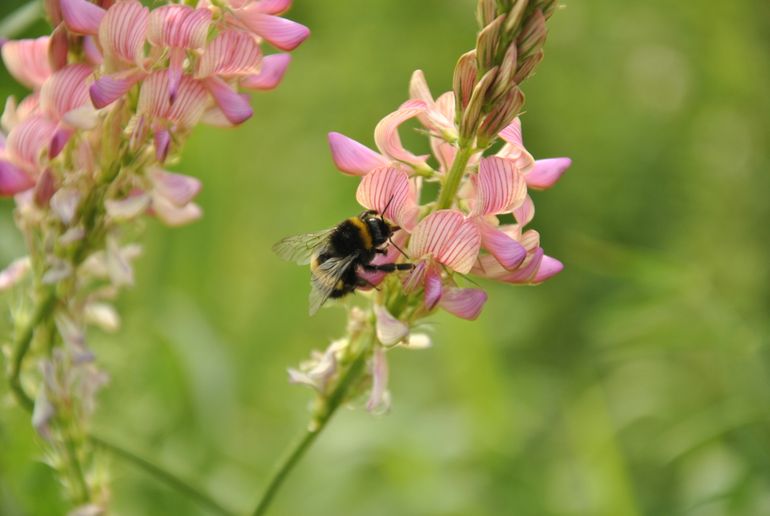 Aardhommel op esparcette in een vogelakker