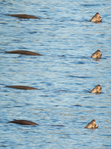 Otter eet kreeft