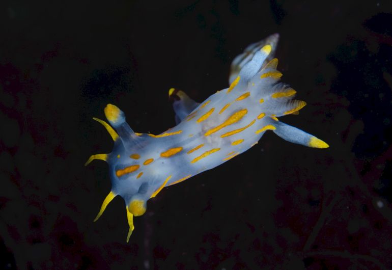 De Harlekijnslak (Polycera quadrilineata) is een bekende soort uit het Nederlandse Noordzeegebied en de Zeeuwse wateren. Het kleurpatroon kan divers zijn, met geel tot oranje aan de uiteinden van alle kop- en ruguitsteeksels en meerdere rijen gele, oranje en zwarte vlekken op het lichaam. Er zijn ook zwarte vormen - melanisme. Porthkerris Cornwall, GB, 2013, diepte 8,9 meter