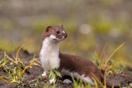 Mustela erminea. Hermelijn