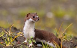 Mustela erminea. Hermelijn