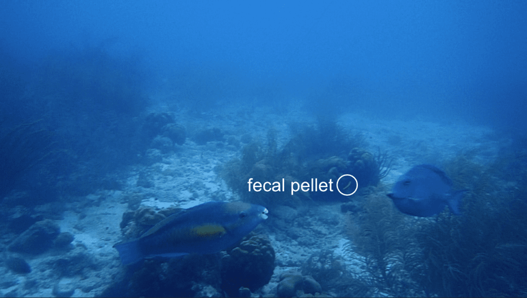 Fecal pellet