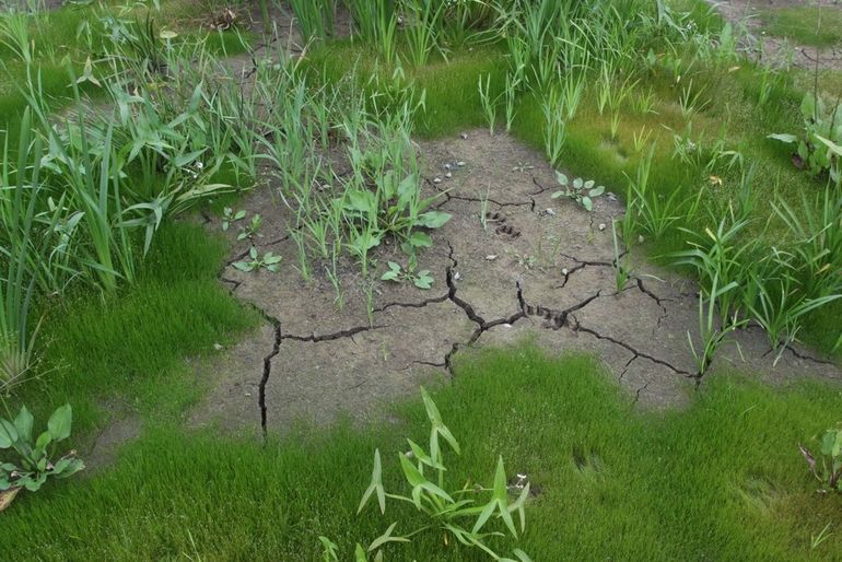 Vegetatie na droogval