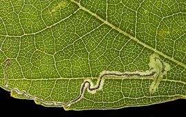 Erik van Nieukerken, Naturalis Biodiversity Center Stigmella naturnella bladmijn