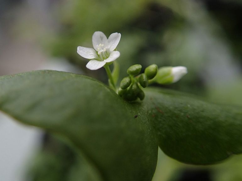 Witte winterpostelein