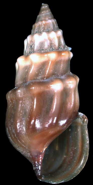 Microcolpia parreyssii (Philippi, 1847), een zoetwaterslak uit een kleine warmwaterbron in Roemenië. De soort wordt door de IUCN aangemerkt als 'ernstig bedreigd', maar is de afgelopen jaren niet meer levend gevonden en is waarschijnlijk in het wild uitgestorven