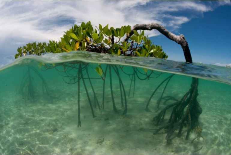 Een mangroveboom in Maleisië