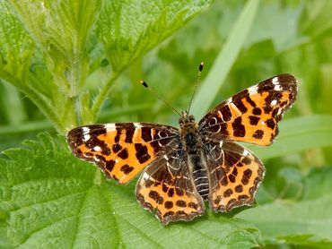 In het voorjaar is het landkaartje oranje