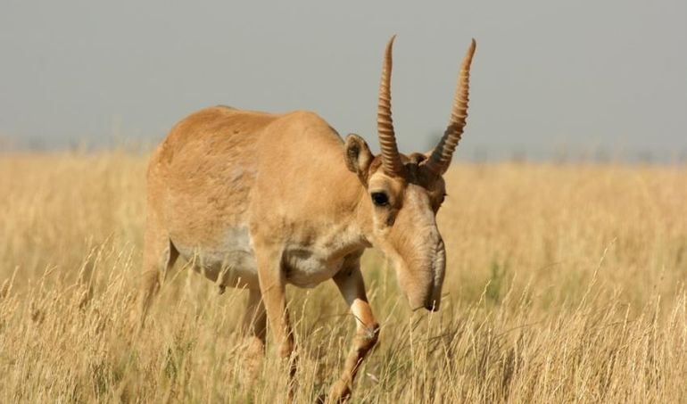 Saiga Antelope