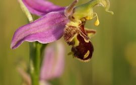 Twan Teunissen ARK Bijenorchis