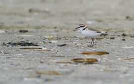 JP Mollema strandplevier Waarneming.nl CCBYNCND