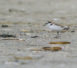 strandplevier Waarneming.nl CCBYNCND