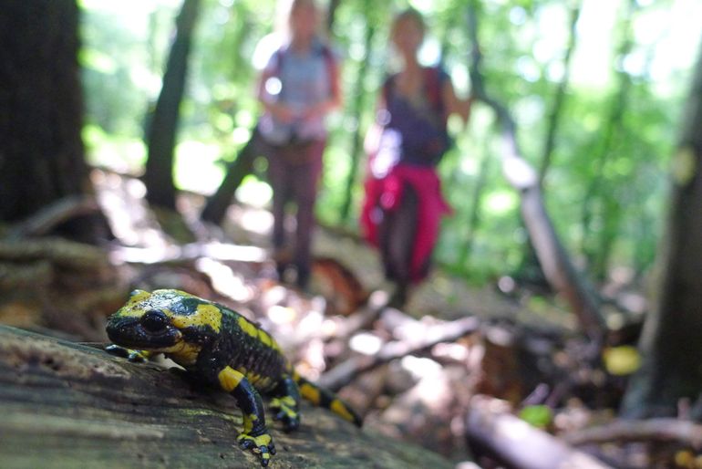 Vuursalamander door schimmel ernstig bedreigd