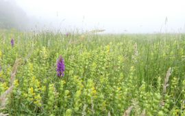 Natuurmonumenten Orchidee en gele ratelaar, Vlijmens ven
