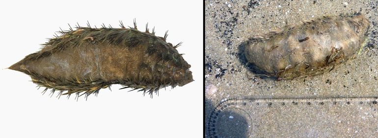 Fluwelen zeemuis (Aphrodita aculaeta). De schubben zijn bedekt met een harige viltige vacht, met opzij stekelige borstelharen. Links: dier opgevist in de Noordzee bij de Oestergronden op 28-2-2019, op een diepte van 49,8 meter. Rechts: aangespoeld bij de Langevelderslag, Noordwijk, in maart 2019