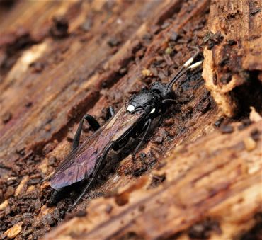 Chasmias lugens, een grote zwart-witte sluipwesp die met name onder schors van eiken en populieren wordt aangetroffen. De gastheren zijn wespvlinders (Sesiidae), zoals de hoornaarvlinder (Sesia apiformis)
