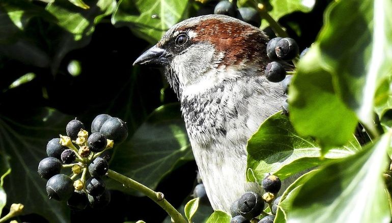 Huismussen maken dankbaar gebruik van groen in de tuin