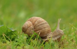 Helix pomatia, Wijngaardslak