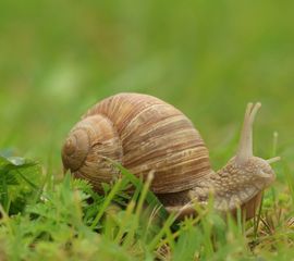 Helix pomatia, Wijngaardslak
