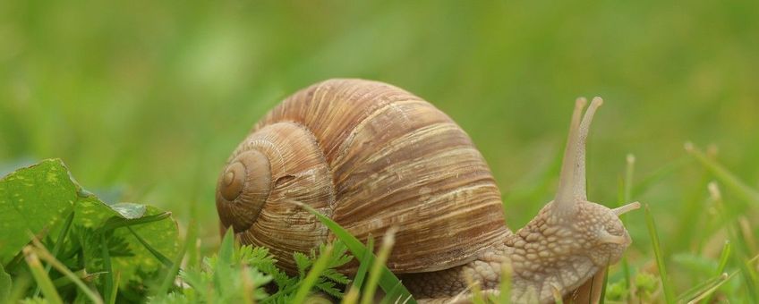 Helix pomatia, Wijngaardslak