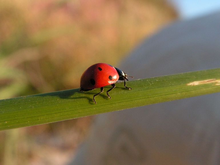 Het lieveheersbeestje is een natuurlijke plaagbestrijder