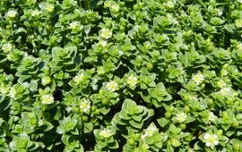 Rutger Barendse, Saxifraga zeepostelein