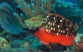 Marion Haarsma Parrotfish- one of the species which got increased protection under the SPAW protocol.