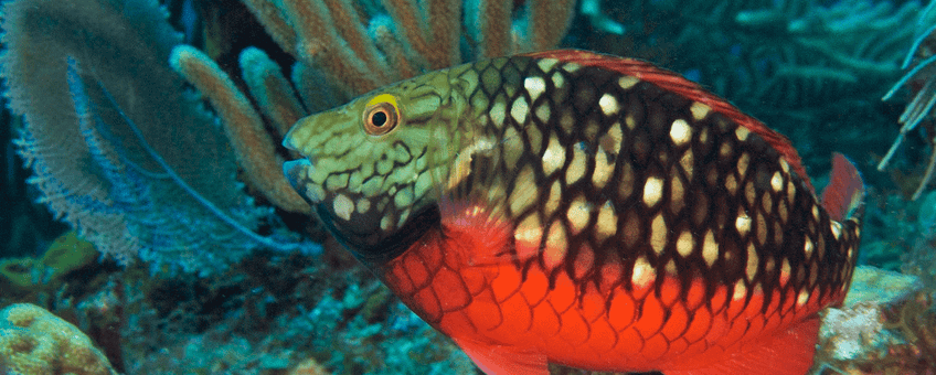 Parrotfish- one of the species which got increased protection under the SPAW protocol.