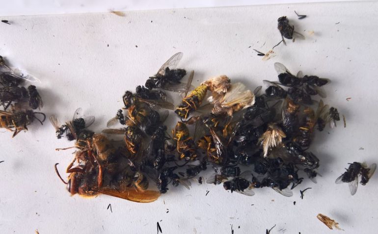 Hoornaar en diverse wespen, eikenprocessievlinders en diverse vliegen gevangen met feromoonval
