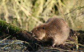 Bever VOOR EENMALIG GEBRUIK