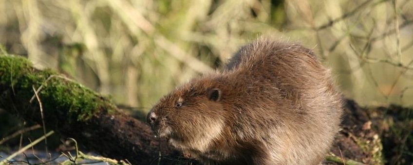 Bever VOOR EENMALIG GEBRUIK