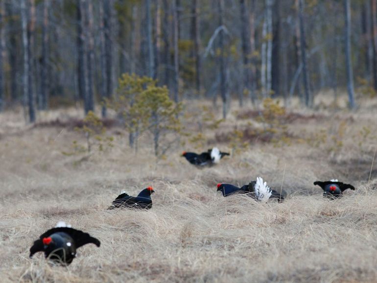 A group of grouse