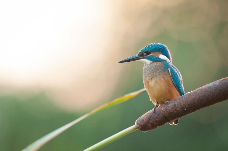 Voor de opmerkzame vogelteller met een grotere vijver: de IJsvogel