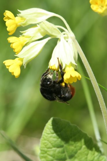 Bestuivende insecten zijn de 'koppelaars' tussen de twee typen sleutelbloemen