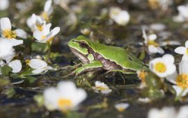 Hyla arborea. Boomkikker