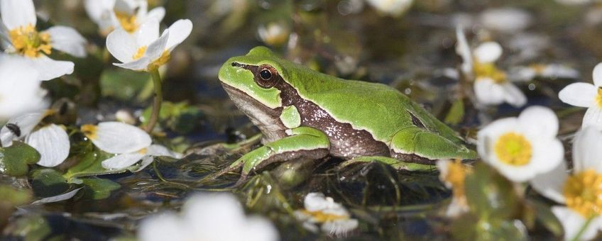 Hyla arborea. Boomkikker