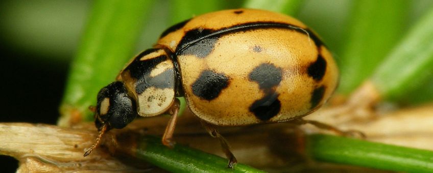 Zwartstreeplieveheersbeestje