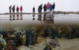 Clubje mossels onder water met onderzoeksteam op de achtergrond