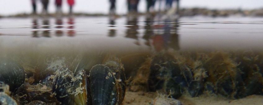 Clubje mossels onder water met onderzoeksteam op de achtergrond